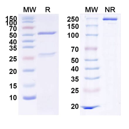 SDS-PAGE - Anti-c-Met Antibody [Sym-15] Biosimilar - BSA and Azide free (A339594) - Antibodies.com