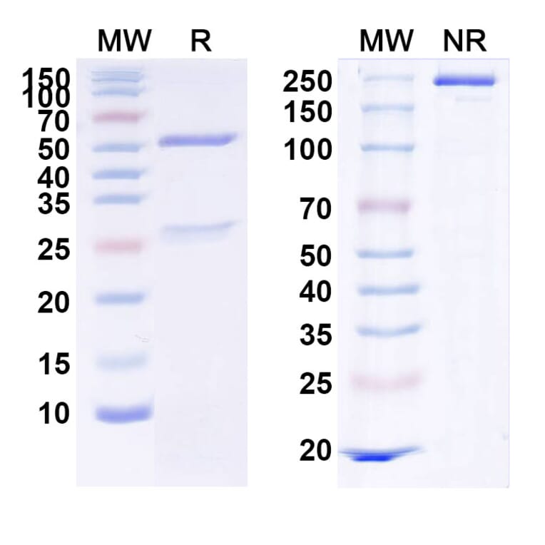 SDS-PAGE - Anti-c-Met Antibody [MvDN3] Biosimilar - BSA and Azide free (A339595) - Antibodies.com