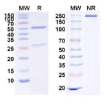 SDS-PAGE - Anti-c-Met Antibody [MvDN3] Biosimilar - BSA and Azide free (A339595) - Antibodies.com