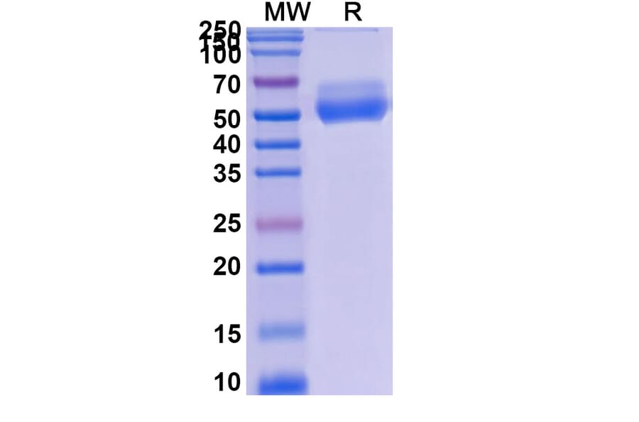 SDS-PAGE - Asunercept Biosimilar - Anti-Fas Ligand Antibody - BSA and Azide free (A339599) - Antibodies.com