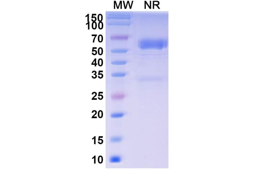 SDS-PAGE - Baminercept Alfa Biosimilar - Anti-TNF beta + Lymphotoxin beta + LIGHT Antibody - BSA and Azide free (A339601) - Antibodies.com