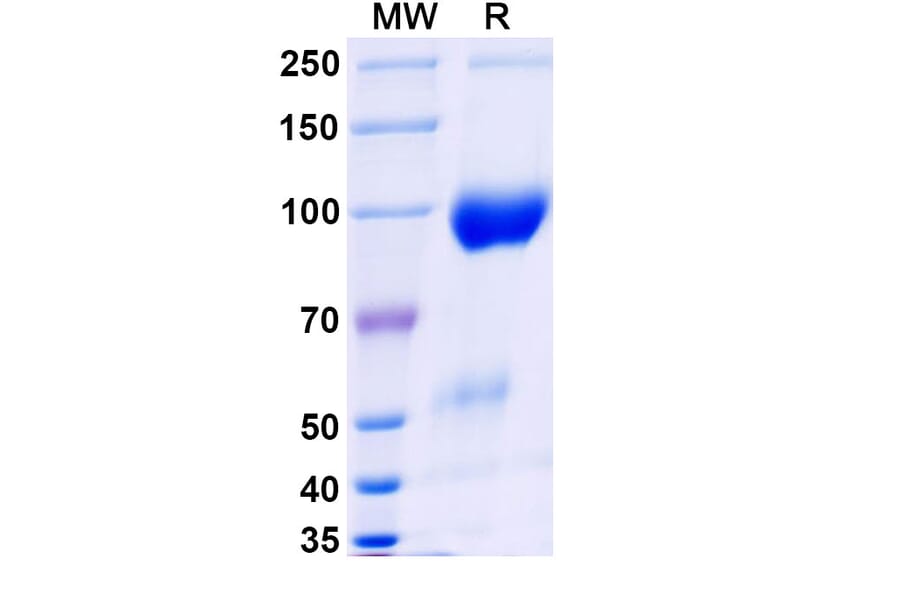 SDS-PAGE - Belatacept Biosimilar - Anti-CD80 + CD86 Antibody - BSA and Azide free (A339603) - Antibodies.com