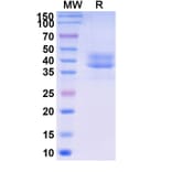 SDS-PAGE - Briobacept Biosimilar - Anti-BAFF Antibody - BSA and Azide free (A339604) - Antibodies.com