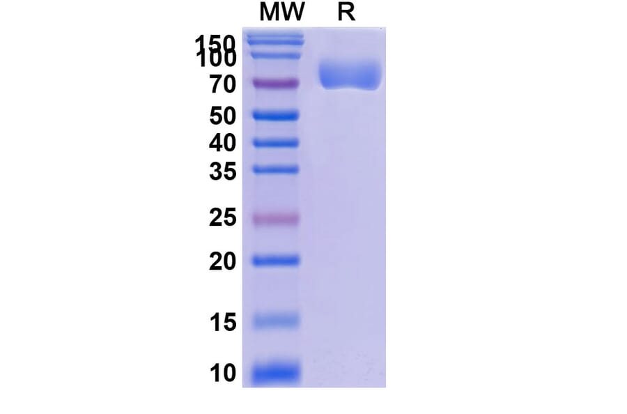 SDS-PAGE - Efaprinermin Alfa Biosimilar - Anti-GITR Antibody - BSA and Azide free (A339608) - Antibodies.com
