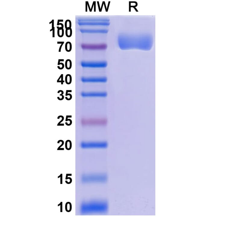 SDS-PAGE - Efaprinermin Alfa Biosimilar - Anti-GITR Antibody - BSA and Azide free (A339608) - Antibodies.com