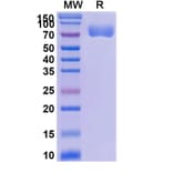 SDS-PAGE - Efaprinermin Alfa Biosimilar - Anti-GITR Antibody - BSA and Azide free (A339608) - Antibodies.com
