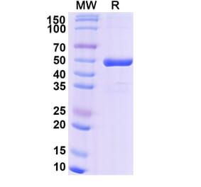 SDS-PAGE - Efgivanermin Alfa Biosimilar - Anti-GITR Antibody - BSA and Azide free (A339610) - Antibodies.com