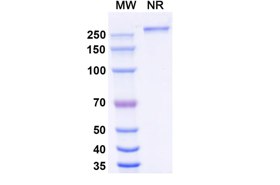 SDS-PAGE - Eftozanermin Alfa Biosimilar - Anti-DR5 Antibody - BSA and Azide free (A339612) - Antibodies.com