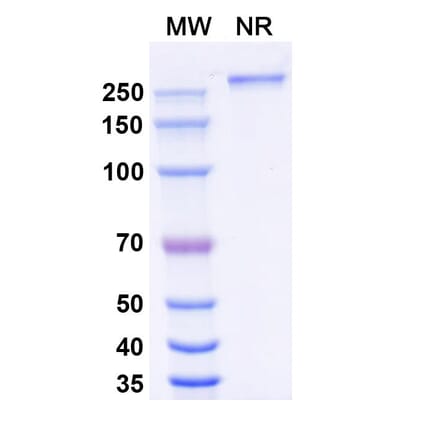 SDS-PAGE - Eftozanermin Alfa Biosimilar - Anti-DR5 Antibody - BSA and Azide free (A339612) - Antibodies.com