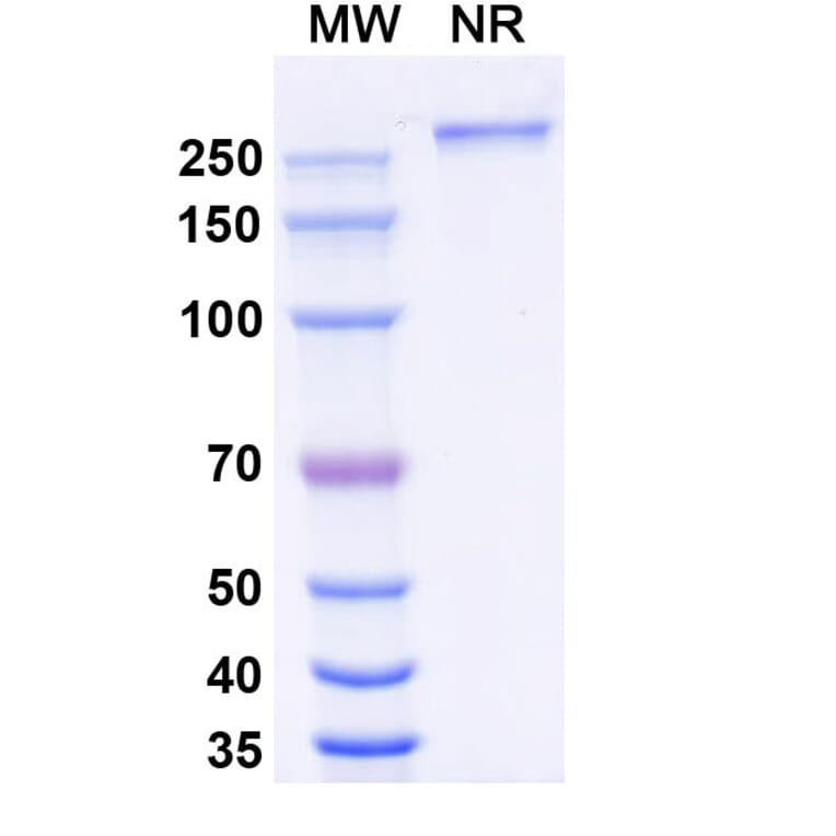 SDS-PAGE - Eftozanermin Alfa Biosimilar - Anti-DR5 Antibody - BSA and Azide free (A339612) - Antibodies.com