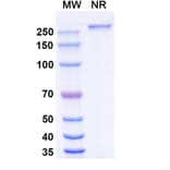 SDS-PAGE - Eftozanermin Alfa Biosimilar - Anti-DR5 Antibody - BSA and Azide free (A339612) - Antibodies.com