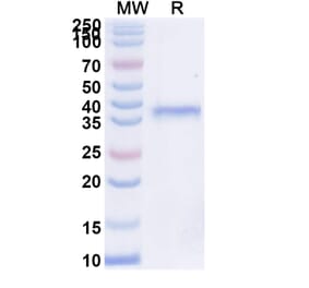 SDS-PAGE - Inbakicept Biosimilar - Anti-IL-15 Antibody - BSA and Azide free (A339613) - Antibodies.com