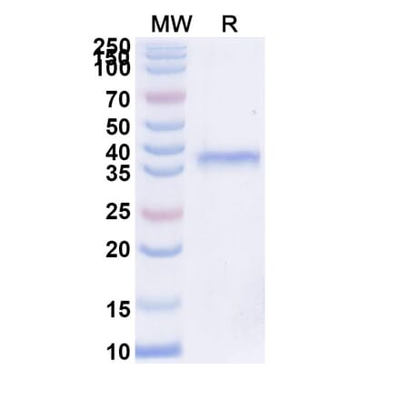 SDS-PAGE - Inbakicept Biosimilar - Anti-IL-15 Antibody - BSA and Azide free (A339613) - Antibodies.com