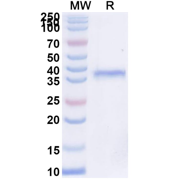SDS-PAGE - Inbakicept Biosimilar - Anti-IL-15 Antibody - BSA and Azide free (A339613) - Antibodies.com