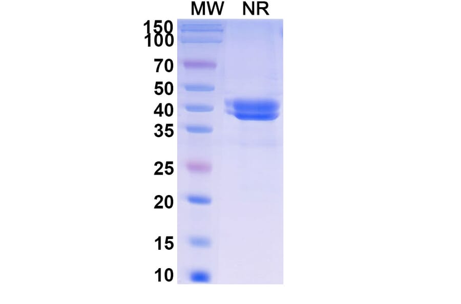 SDS-PAGE - Ontorpacept Biosimilar - Anti-CD47 Antibody - BSA and Azide free (A339617) - Antibodies.com