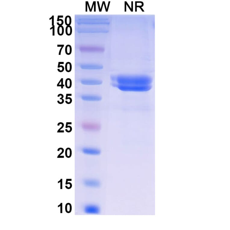SDS-PAGE - Ontorpacept Biosimilar - Anti-CD47 Antibody - BSA and Azide free (A339617) - Antibodies.com