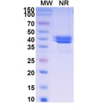 SDS-PAGE - Ontorpacept Biosimilar - Anti-CD47 Antibody - BSA and Azide free (A339617) - Antibodies.com