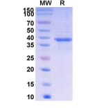 SDS-PAGE - Telitacicept Biosimilar - Anti-BAFF Antibody - BSA and Azide free (A339620) - Antibodies.com