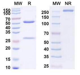 SDS-PAGE - Anti-Cripto Antibody [BIIB15] Biosimilar - BSA and Azide free (A339625) - Antibodies.com