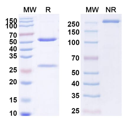 SDS-PAGE - Anti-CSF1R Antibody [TG33] Biosimilar - BSA and Azide free (A339626) - Antibodies.com