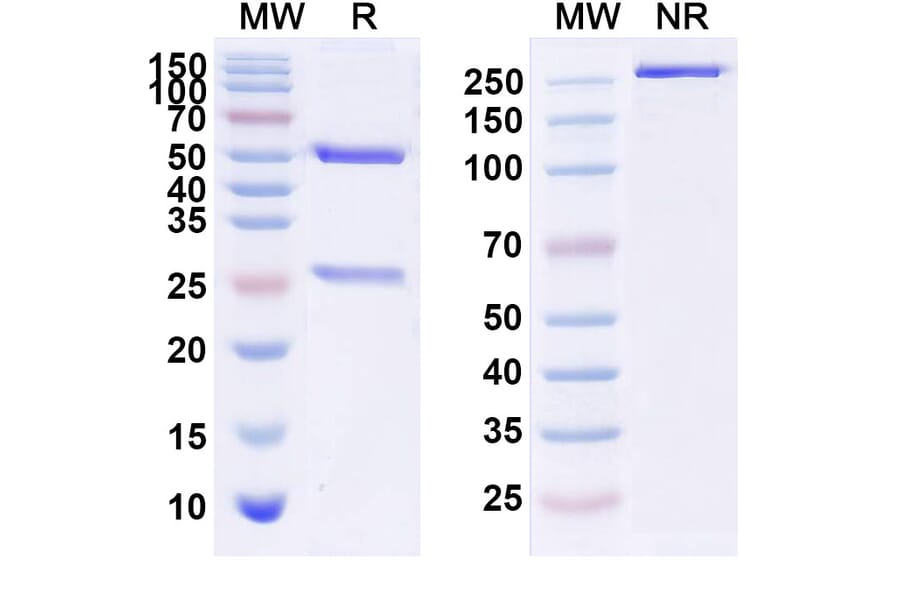 SDS-PAGE - Anti-CSF1R Antibody [BC 6] Biosimilar - BSA and Azide free (A339627) - Antibodies.com