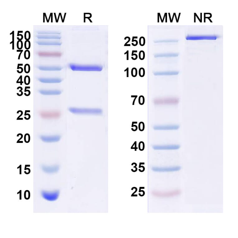 SDS-PAGE - Anti-IL3RB Antibody [CSL 311] Biosimilar - BSA and Azide free (A339629) - Antibodies.com