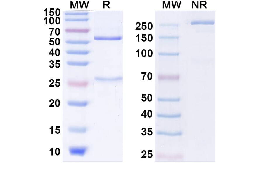 SDS-PAGE - Anti-CTLA-4 Antibody [ADG 116] Biosimilar - BSA and Azide free (A339630) - Antibodies.com