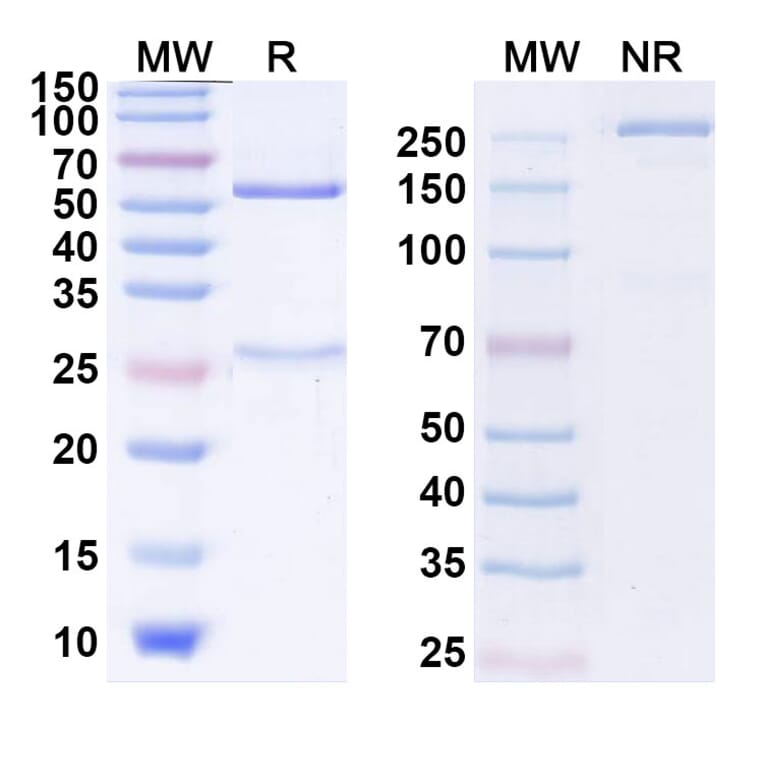 SDS-PAGE - Anti-CTLA-4 Antibody [ADG 126] Biosimilar - BSA and Azide free (A339631) - Antibodies.com
