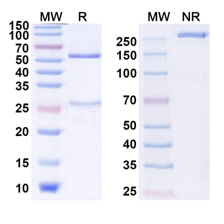 SDS-PAGE - Anti-CTLA-4 Antibody [BMS-986249] Biosimilar - BSA and Azide free (A339634) - Antibodies.com