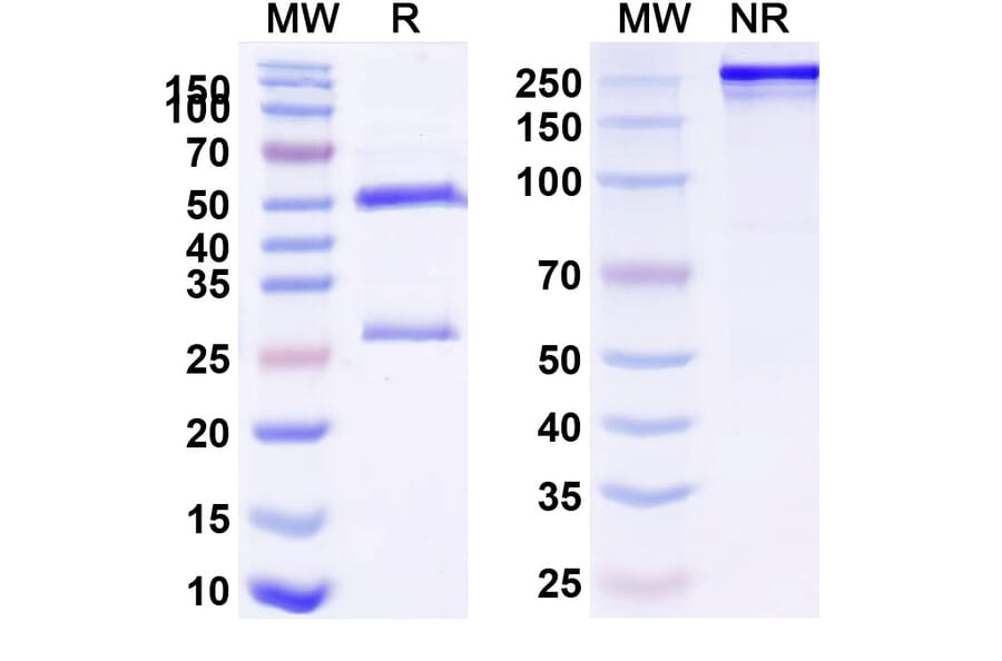 SDS-PAGE - Anti-CTLA-4 Antibody [BMS-986288] Biosimilar - BSA and Azide free (A339636) - Antibodies.com