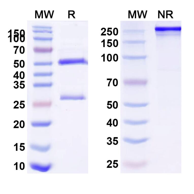 SDS-PAGE - Anti-CTLA-4 Antibody [BMS-986288] Biosimilar - BSA and Azide free (A339636) - Antibodies.com