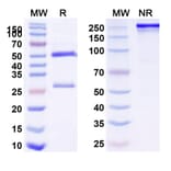 SDS-PAGE - Anti-CTLA-4 Antibody [BMS-986288] Biosimilar - BSA and Azide free (A339636) - Antibodies.com