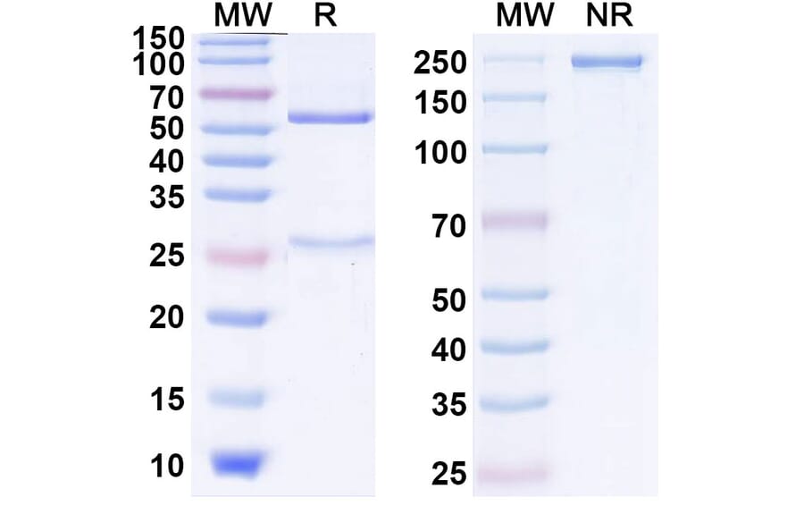 SDS-PAGE - Anti-CTLA-4 Antibody [YH-1] Biosimilar - BSA and Azide free (A339637) - Antibodies.com