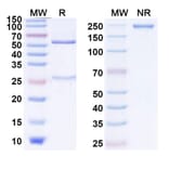 SDS-PAGE - Anti-CTLA-4 Antibody [GIGA-564] Biosimilar - BSA and Azide free (A339638) - Antibodies.com