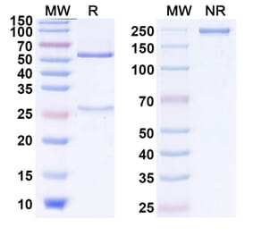 SDS-PAGE - Anti-CTLA-4 Antibody [HBM43] Biosimilar - BSA and Azide free (A339639) - Antibodies.com