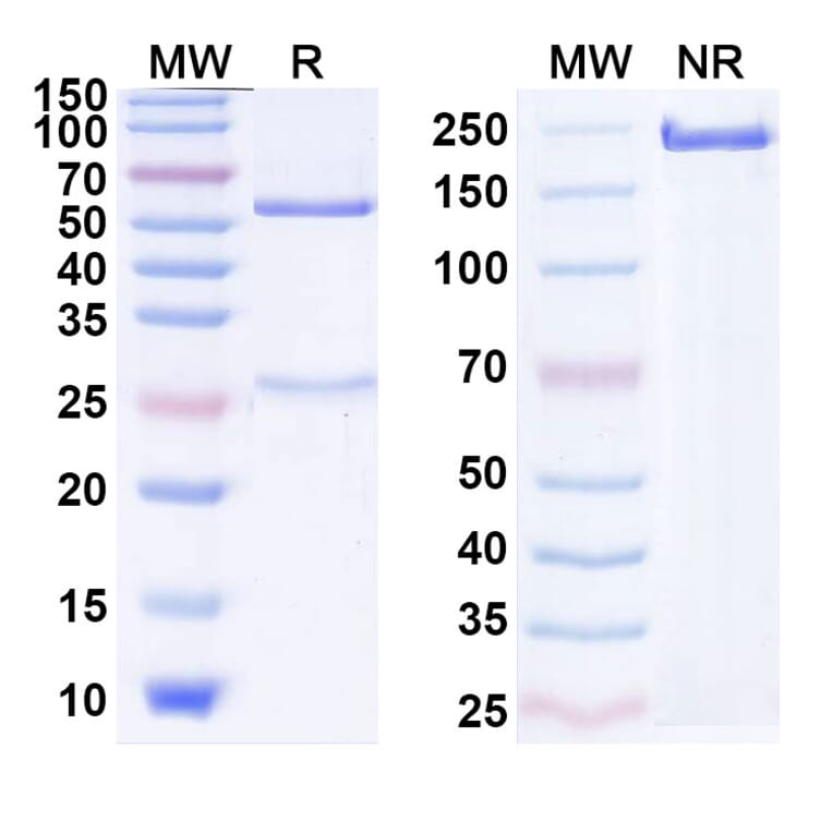 SDS-PAGE - Anti-CTLA-4 Antibody [JMW-3B3] Biosimilar - BSA and Azide free (A339641) - Antibodies.com