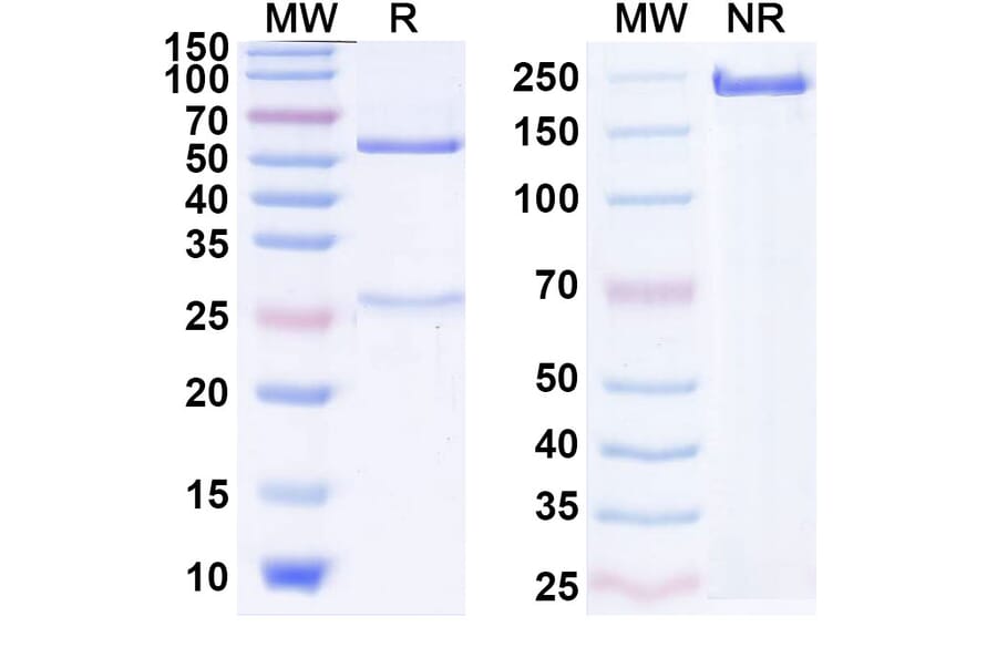 SDS-PAGE - Anti-CTLA-4 Antibody [XTX11] Biosimilar - BSA and Azide free (A339642) - Antibodies.com