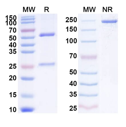 SDS-PAGE - Anti-CXCL10 Antibody [NI-81] Biosimilar - BSA and Azide free (A339643) - Antibodies.com