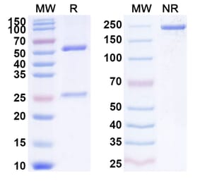SDS-PAGE - Anti-CXCL13 Antibody [VX5/5261] Biosimilar - BSA and Azide free (A339645) - Antibodies.com