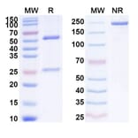 SDS-PAGE - Anti-CXCL13 Antibody [VX5/5261] Biosimilar - BSA and Azide free (A339645) - Antibodies.com