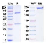 SDS-PAGE - Anti-CXCR4 Antibody [ALX-651] Biosimilar - BSA and Azide free (A339646) - Antibodies.com