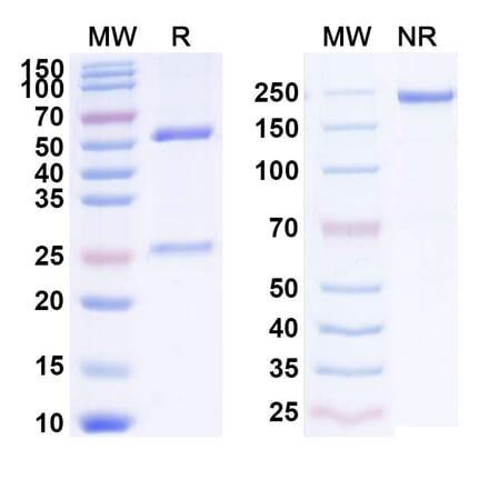 SDS-PAGE - Anti-CXCR4 Antibody [KY151] Biosimilar - BSA and Azide free (A339649) - Antibodies.com