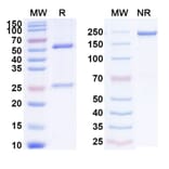 SDS-PAGE - Anti-CXCR4 Antibody [KY151] Biosimilar - BSA and Azide free (A339649) - Antibodies.com
