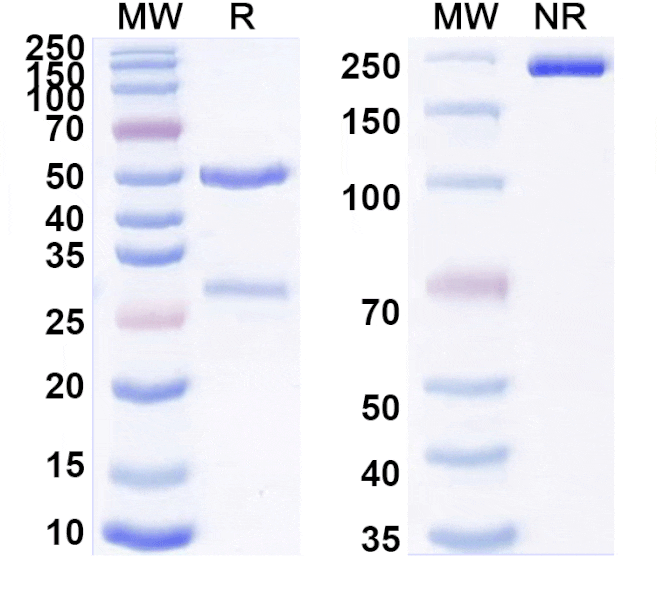 SDS-PAGE - Anti-CXCR4 Antibody [LY2624587] Biosimilar - BSA and Azide free (A339650) - Antibodies.com