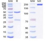 SDS-PAGE - Anti-CXCR4 Antibody [LY2624587] Biosimilar - BSA and Azide free (A339650) - Antibodies.com