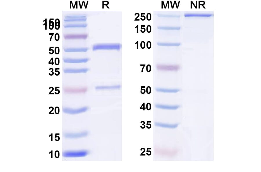 SDS-PAGE - Anti-CXCR5 Antibody [BAY-924] Biosimilar - BSA and Azide free (A339652) - Antibodies.com