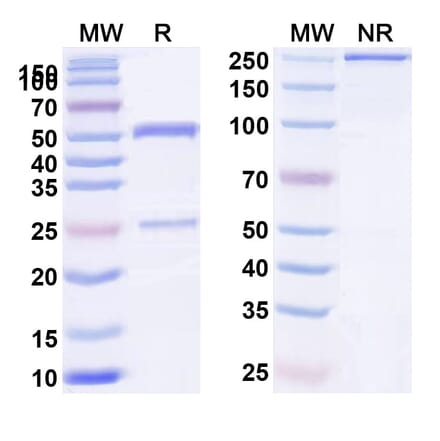 SDS-PAGE - Anti-CXCR5 Antibody [BAY-924] Biosimilar - BSA and Azide free (A339652) - Antibodies.com