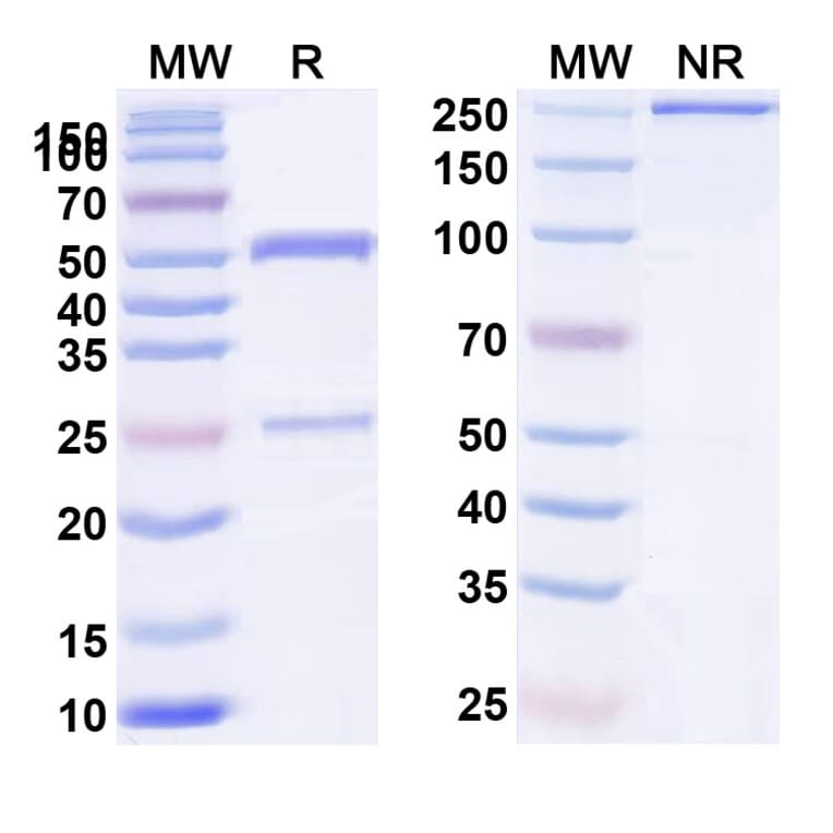 SDS-PAGE - Anti-CXCR5 Antibody [BAY-924] Biosimilar - BSA and Azide free (A339652) - Antibodies.com