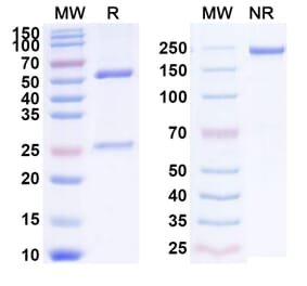 SDS-PAGE - Anti-CXCR5 Antibody [HFB124] Biosimilar - BSA and Azide free (A339653) - Antibodies.com