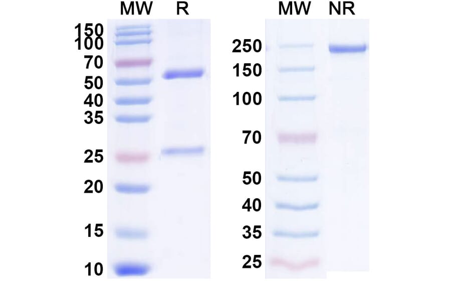 SDS-PAGE - Anti-CXCR5 Antibody [HFB124] Biosimilar - BSA and Azide free (A339653) - Antibodies.com